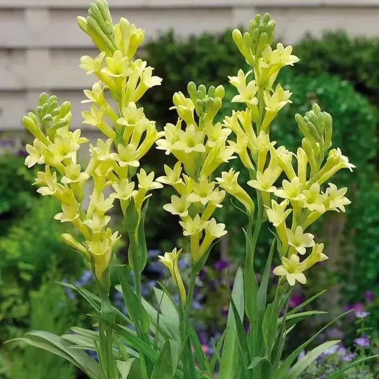 Tuberose 🌸 Bulbs! 🔥+ Plant Growth Supplement FREE🔥