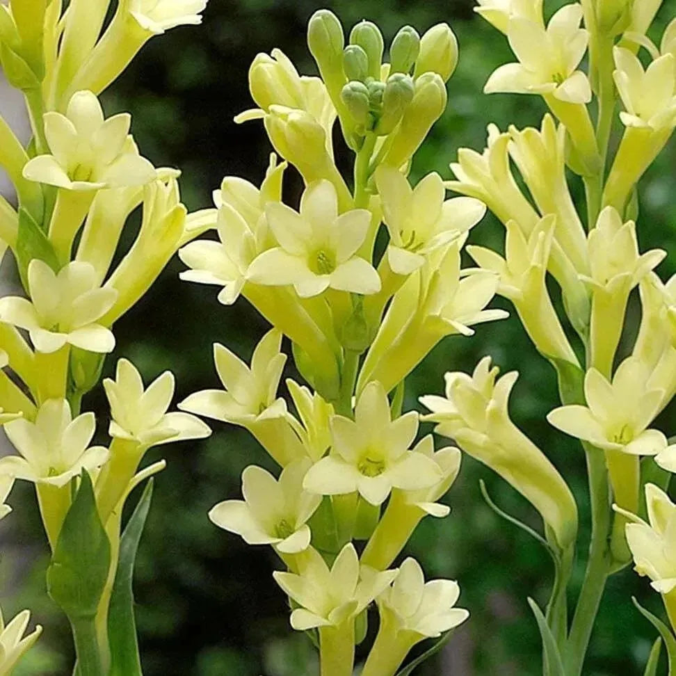 Tuberose 🌸 Bulbs! 🔥+ Plant Growth Supplement FREE🔥