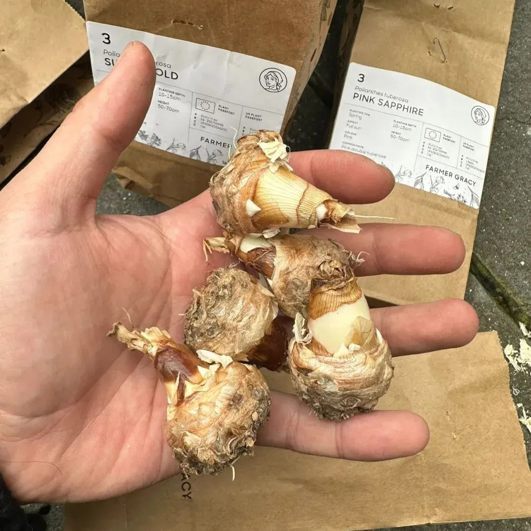 Tuberose 🌸 Bulbs! 🔥+ Plant Growth Supplement FREE🔥