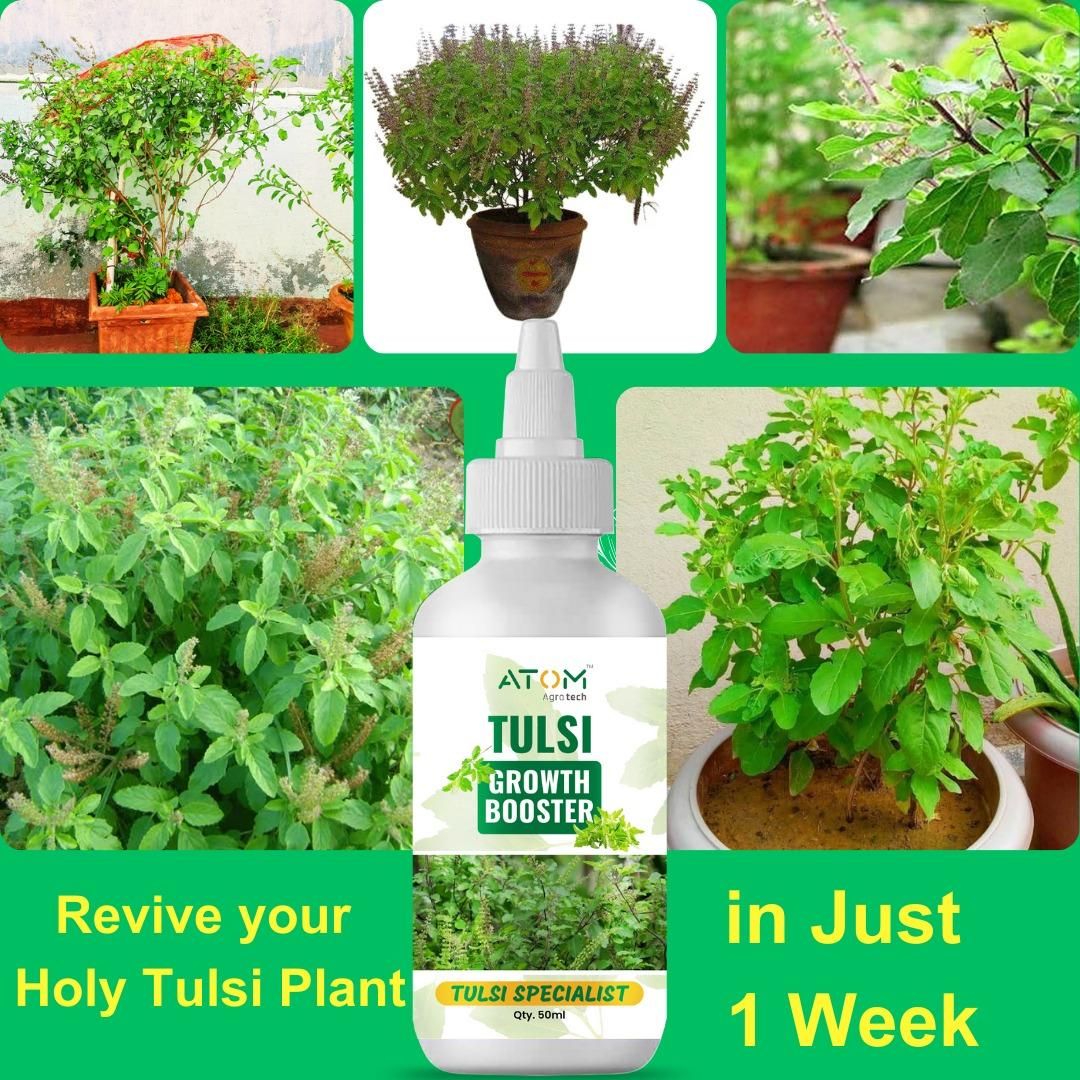Tulsi Growth Booster (BUY 1 GET 1 FREE)