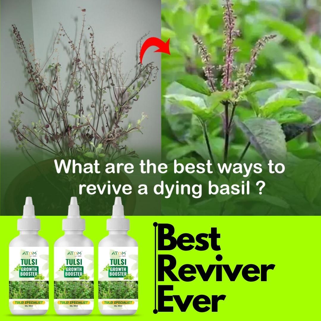 Tulsi Growth Booster (BUY 1 GET 1 FREE)