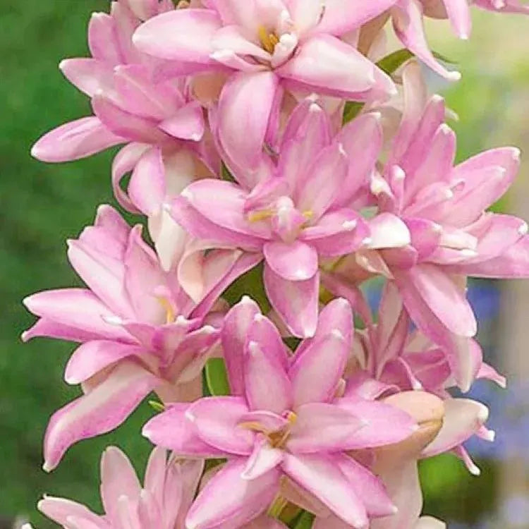 Tuberose 🌸 Bulbs! 🔥+ Plant Growth Supplement FREE🔥