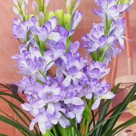 Tuberose 🌸 Bulbs! 🔥+ Plant Growth Supplement FREE🔥