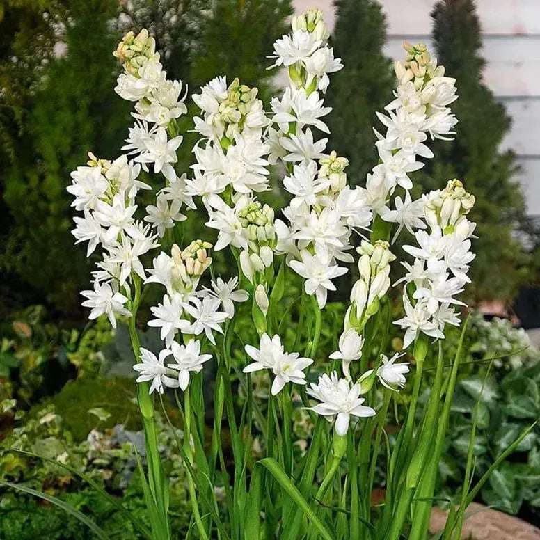 Tuberose 🌸 Bulbs! 🔥+ Plant Growth Supplement FREE🔥