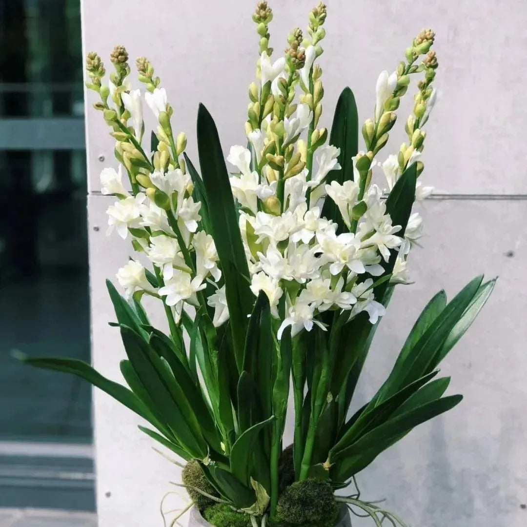 Tuberose 🌸 Bulbs! 🔥+ Plant Growth Supplement FREE🔥